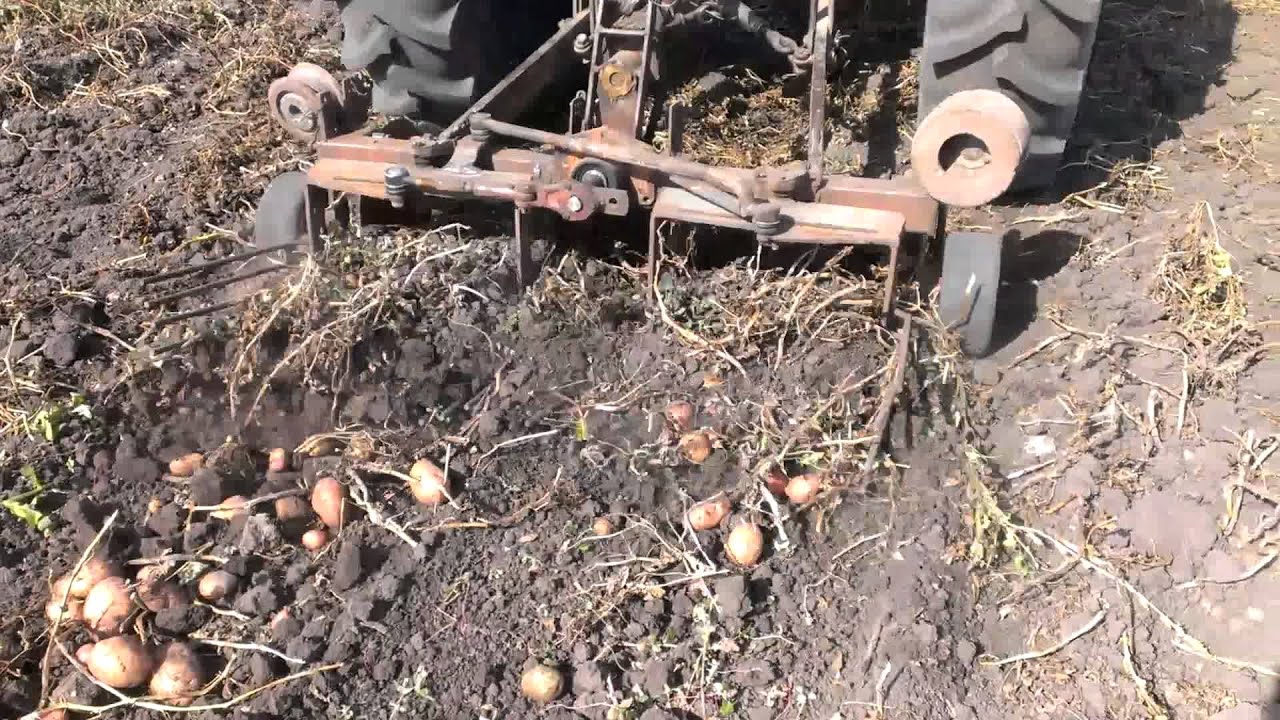 Самодельная картофелекопалка вибролапа