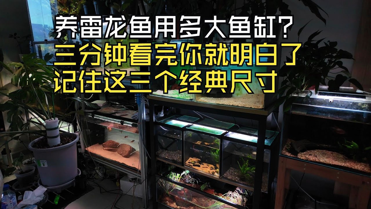 养雷龙鱼到底需要用到多大的鱼缸？看完视频记住这三个经典尺寸你就会豁然开朗了
