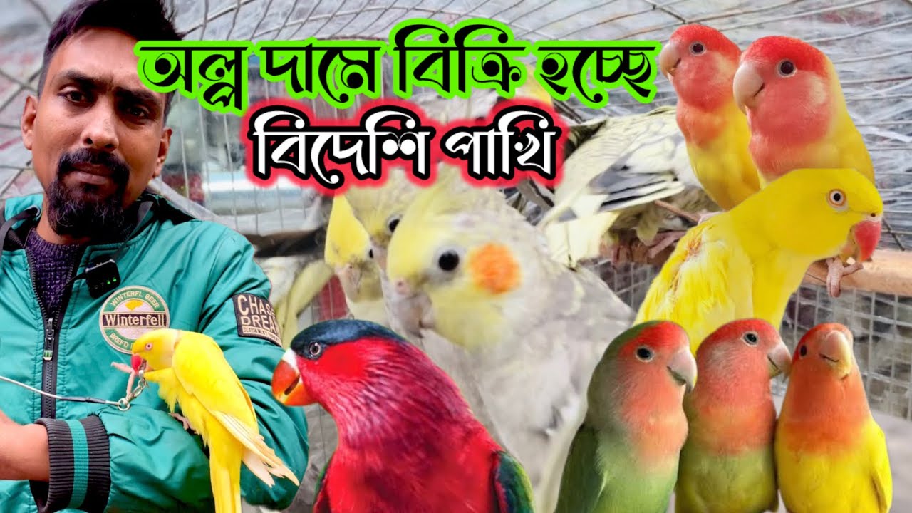 অল্প দামে বিক্রি হচ্ছে বিদেশি পাখি/birds wholesale clothing for birds