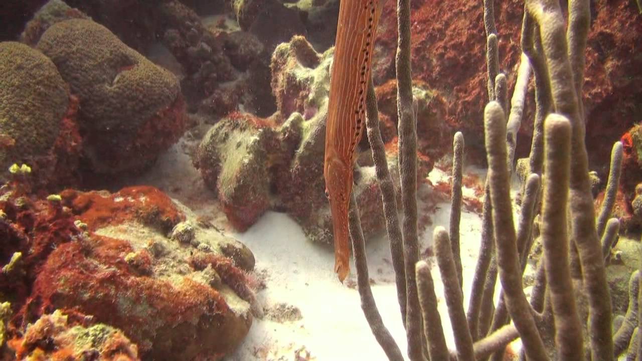 Bonaire 2012 HD