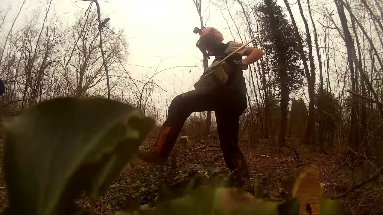 Abbattimento Robinie 31/01/2021 - STIHL MS 261, MS 231 - FWT