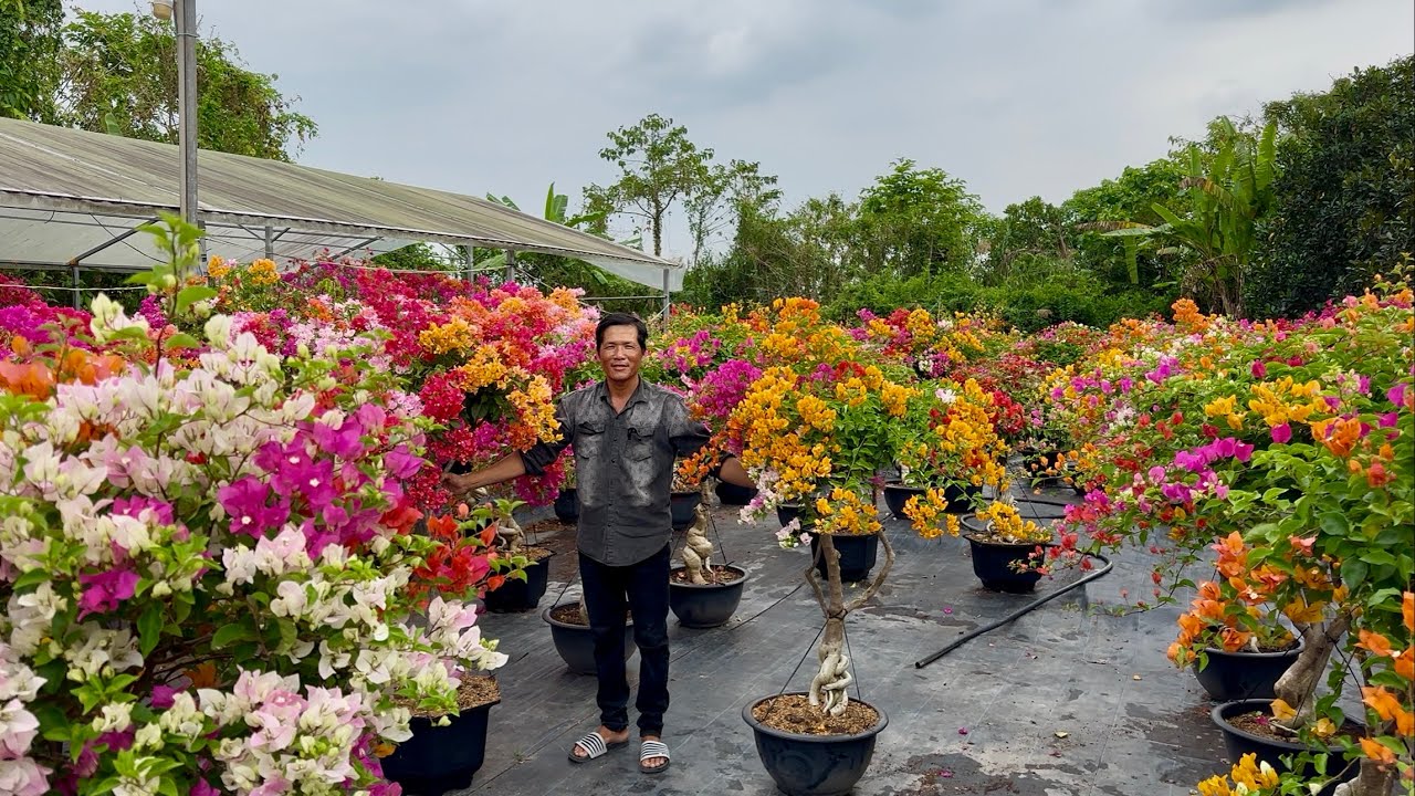 Hoa giấy ngũ sắc thái siêu đẹp, trang trí Tết giao lưu gởi xe tải ☎️0392.865.789 Tuấn