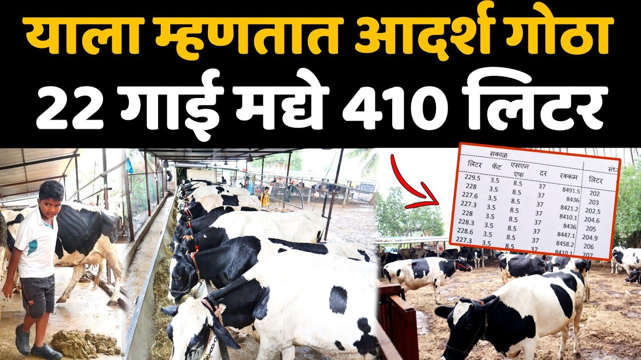 25 गाईंचा मुक्त गोठा।22 गाई मद्ये 410 लिटर। यशस्वी दुग्ध व्यवसायासाठी गोठा असाच असावा। आदर्श उदाहरण