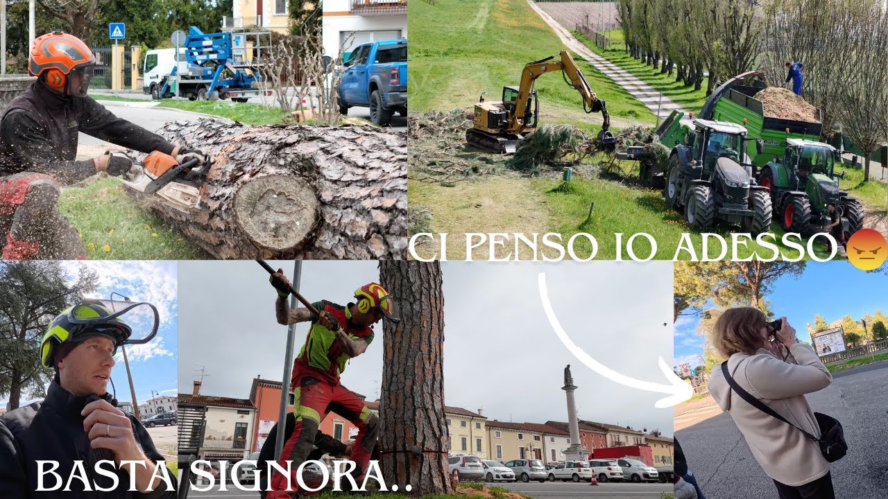 ABBATTIMENTO, CIPPATURA PINI DOMESTICI STORICI, ABBIAMO PRESO LE PAROLE, CI HANNO MESSO SUL GIORNALE