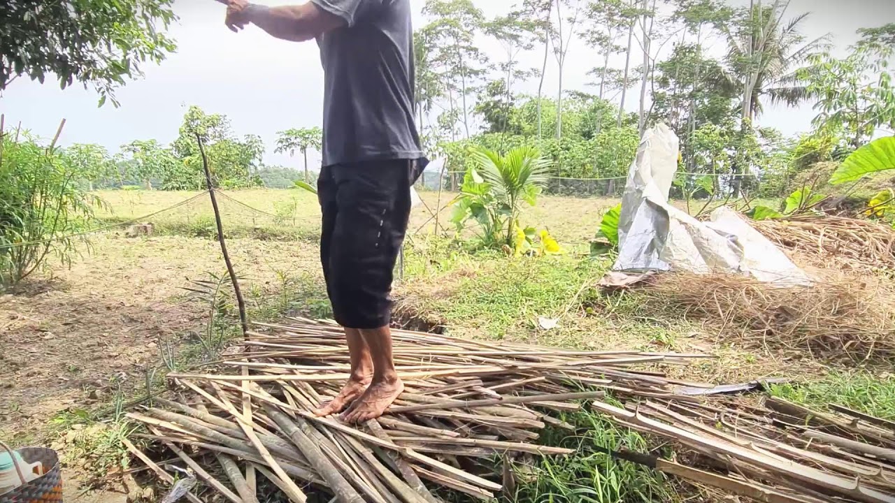 Strong Hands Splitting Green Bamboo #RuralAgriculture #TraditionalFarming