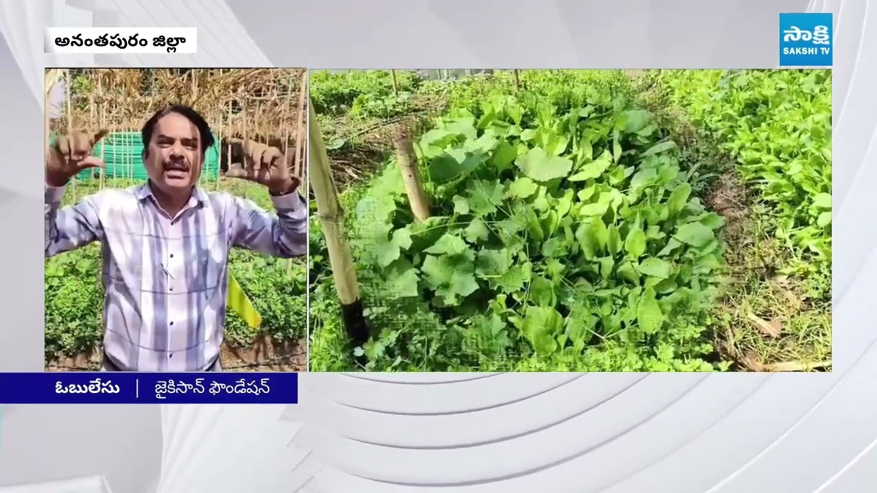 రెండున్నర సెంట్లు భూమిలో 8 రకాల పంటలు | Jai Kisan Foundation, Obules |  Sakshi TV