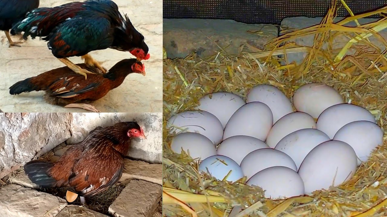 03314765253 1 Day to 21 Day hen hatching eggs ||The hen took out ten chicks ||And five eggs went bad