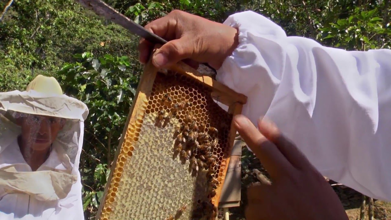 Miel de Cafetal en los Altos de Chiapas