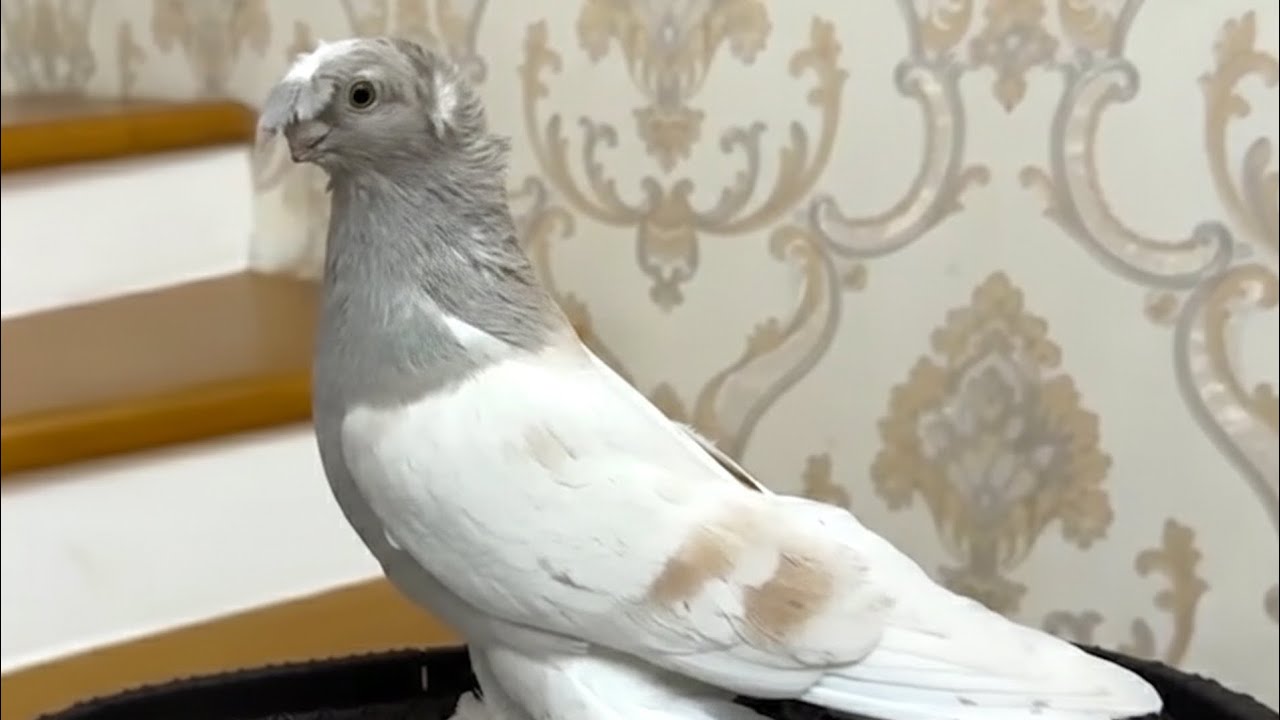 Очень красивая огромная самочка двухчубого голубя