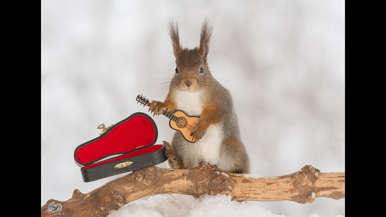 wild red squirrels with music instruments
