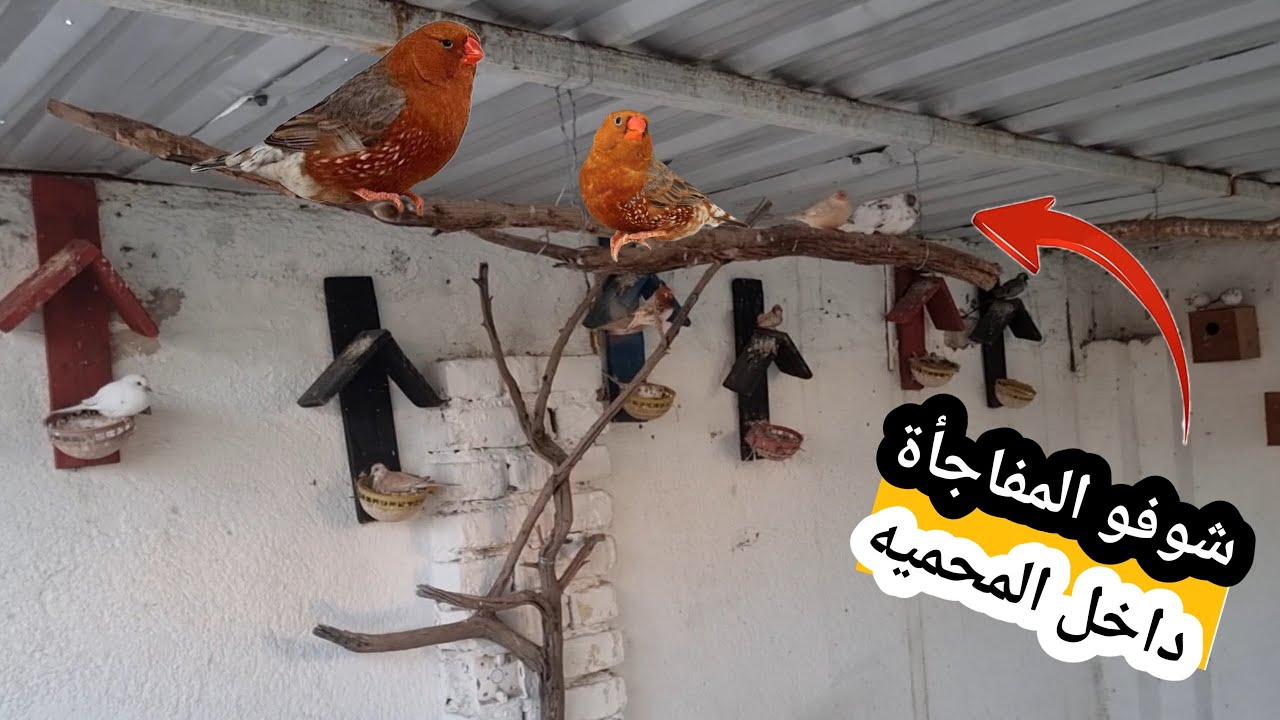 مفاجأة بالمحميه 😳