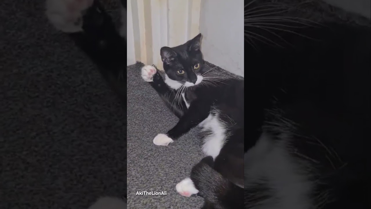 MrMenaceTheCat With PrincessKenziTheCat 