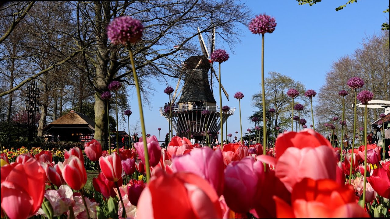 So beautiful Tulips in bloom - Visit Keukenhof garden on a nice sunny day - Keukenhof 2025 - 4K