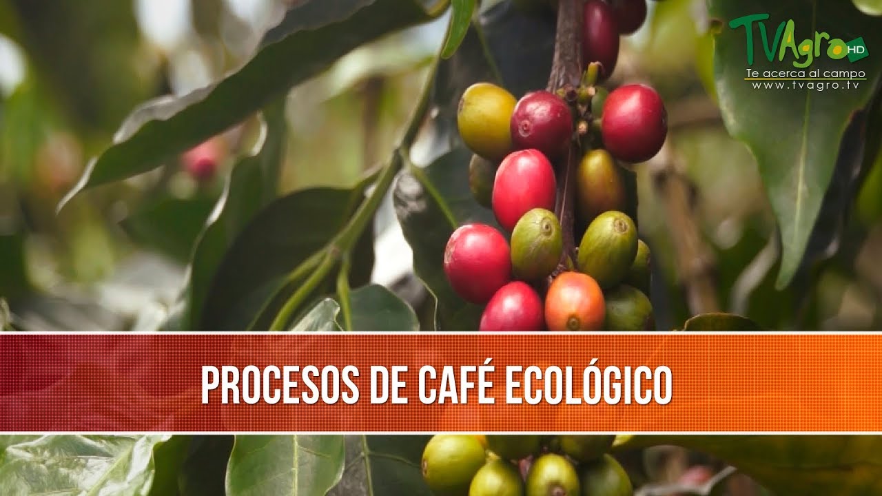 Como es el Proceso del Cafe Ecologico - TvAgro por Juan Gonzalo Angel