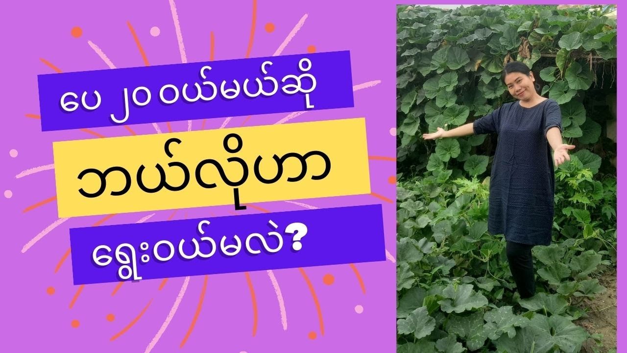 ​ပေ ၂၀ ဝယ်ရင် ဘယ်ဟာပို​ကောင်းလဲ?