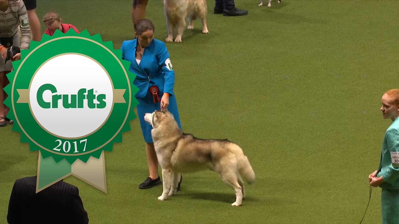 Международный юниорский хендлинг &mdash; часть 4/4 | Crufts 2017