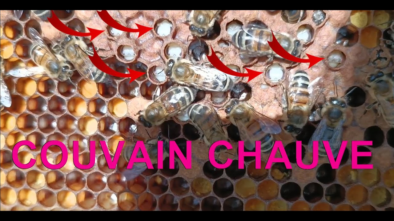 Du couvain chauve dans les ruches