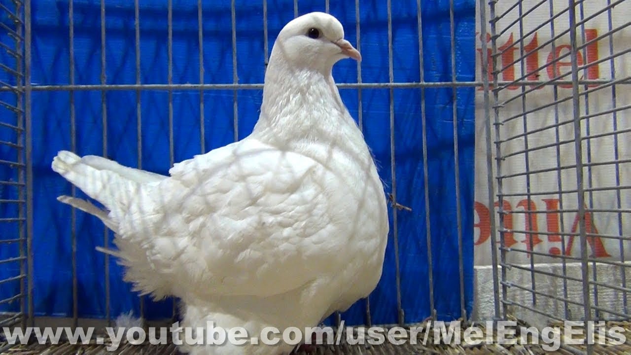 Championnat Régional du Pigeon Mondain - Woincourt 2017