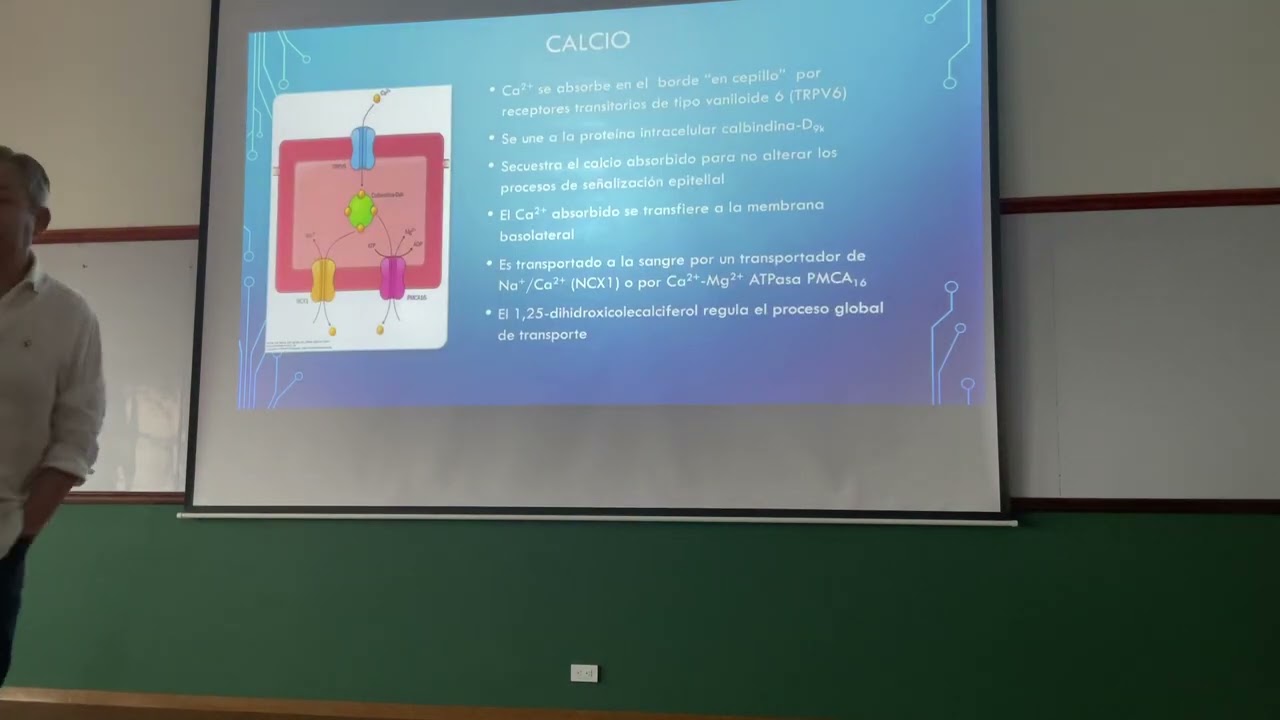 Minerales y vitaminas/fisiolog&iacute;a digestivo
