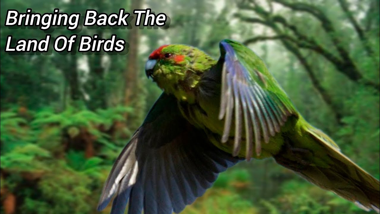 SOUTHERN REWILDING | Restoring New Zealand's Wild Land of Birds