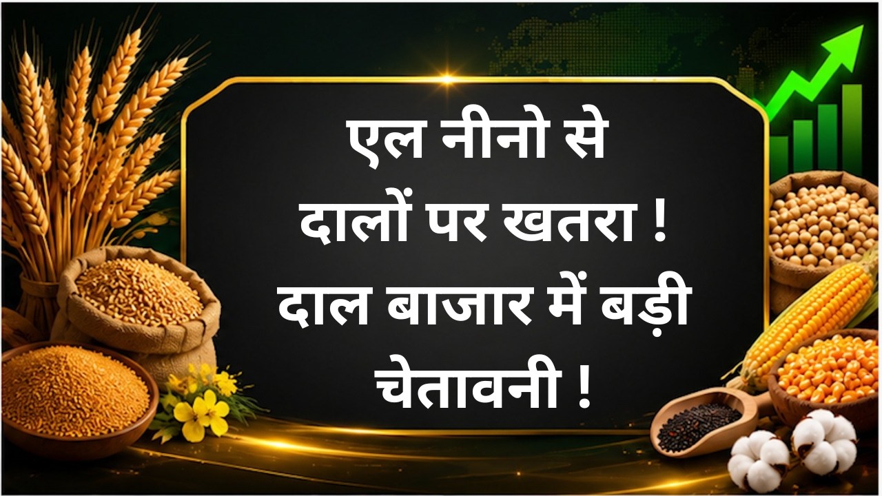 एल नीनो से दालों पर खतरा! दाल बाजार में बड़ी चेतावनी ! #chana #pulses #tuar #masur #moong