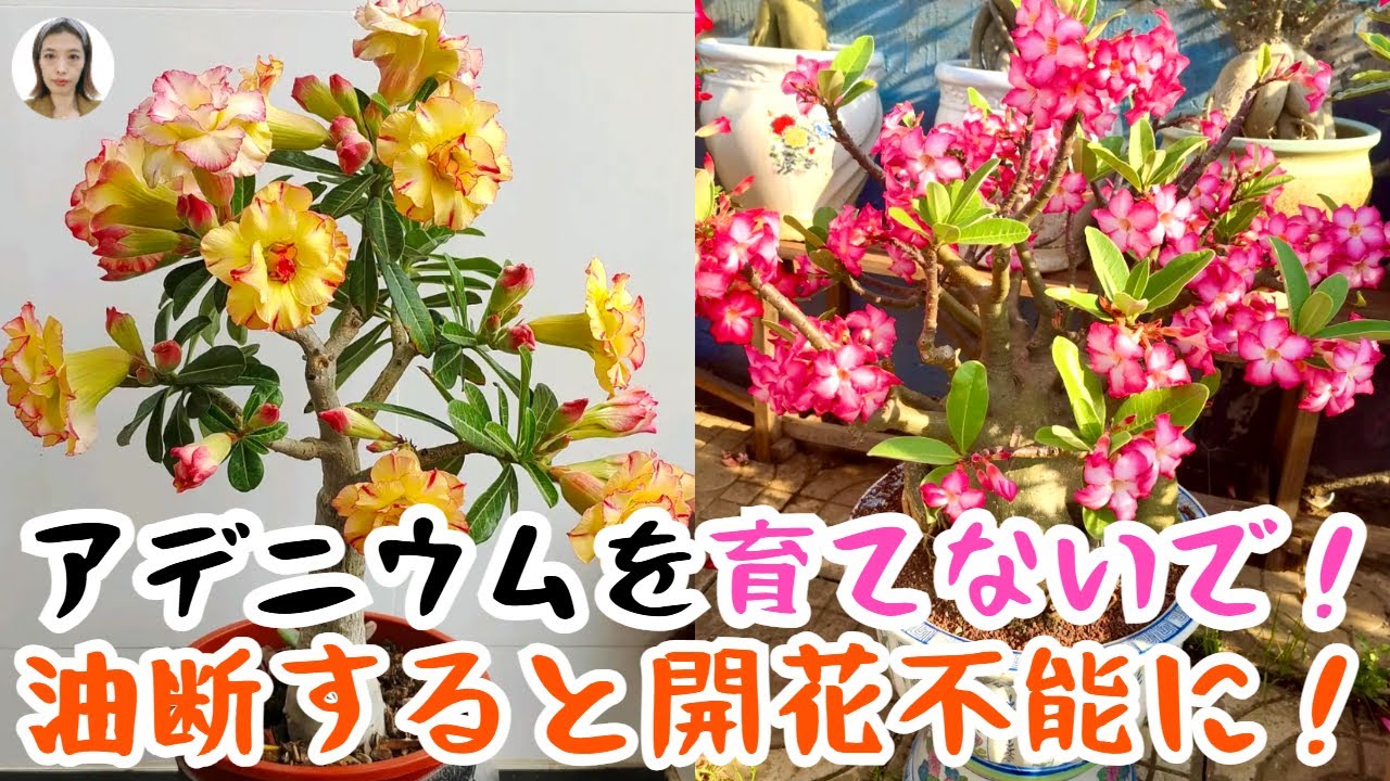 アデニウムは絶対に育てないで！この4つの注意点を無視するとすぐに枯れて、二度と咲かなくなる！|花子