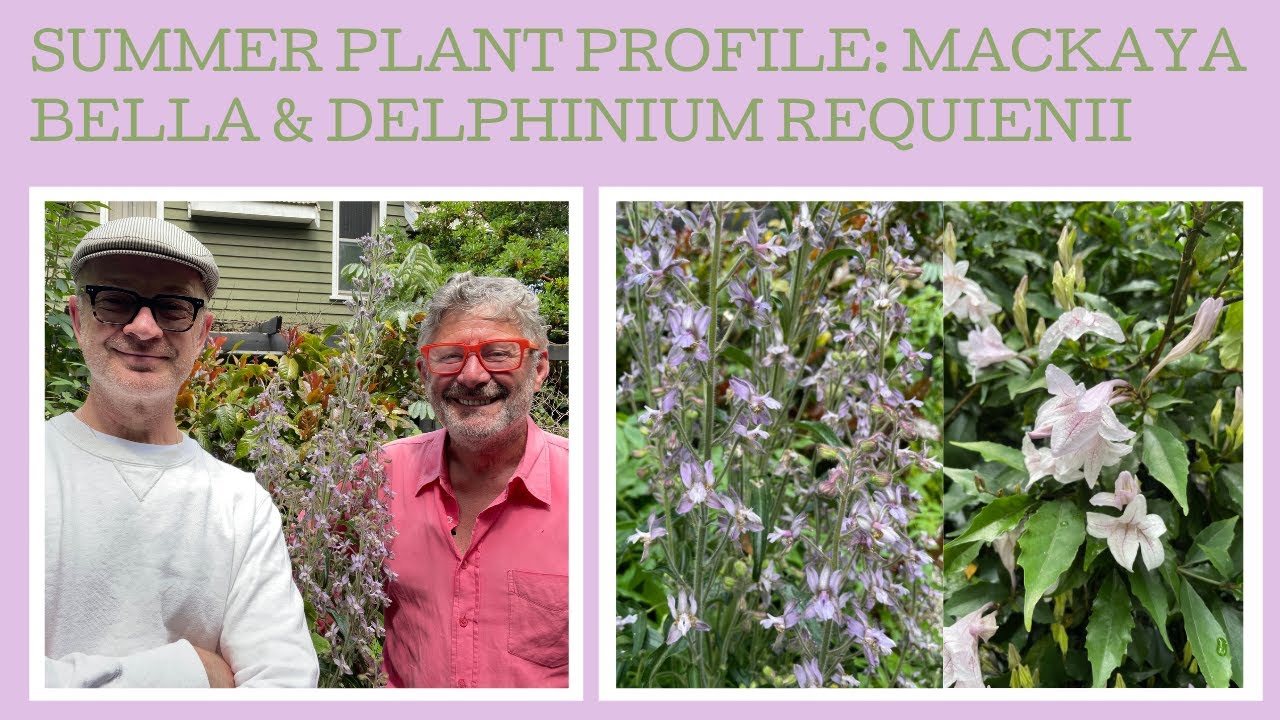 Summer Flowering Plant Profile: Mackaya bella & Delphinium requienii.