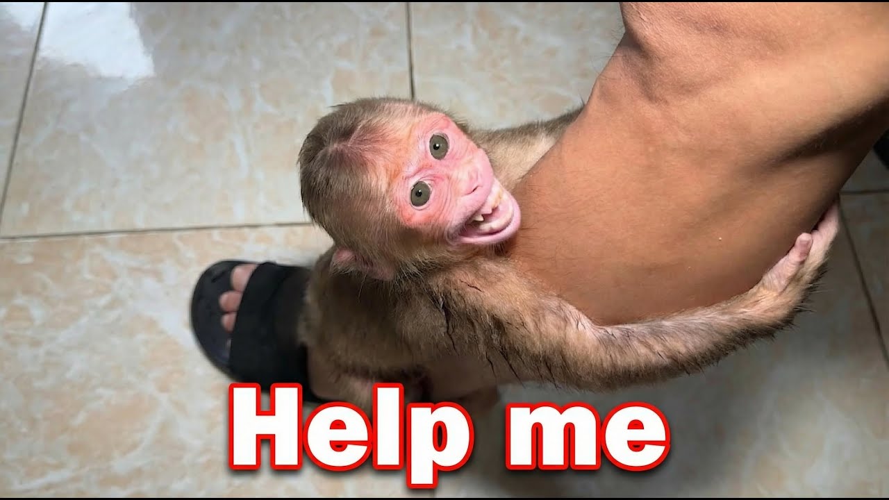 Baby monkey Nana doesn't want to take a bath in this weather