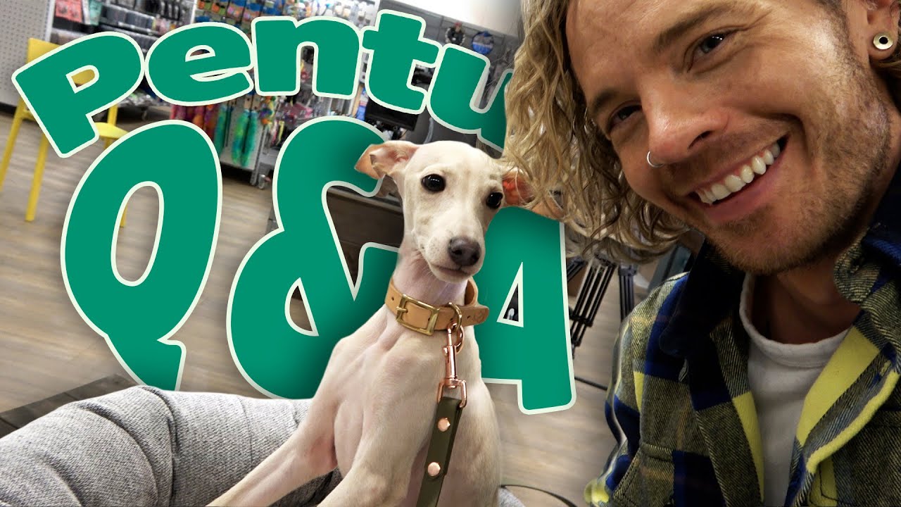 Pentu Q&A: Vinkit koiranpennun kotiutumiseen ja koulutukseen