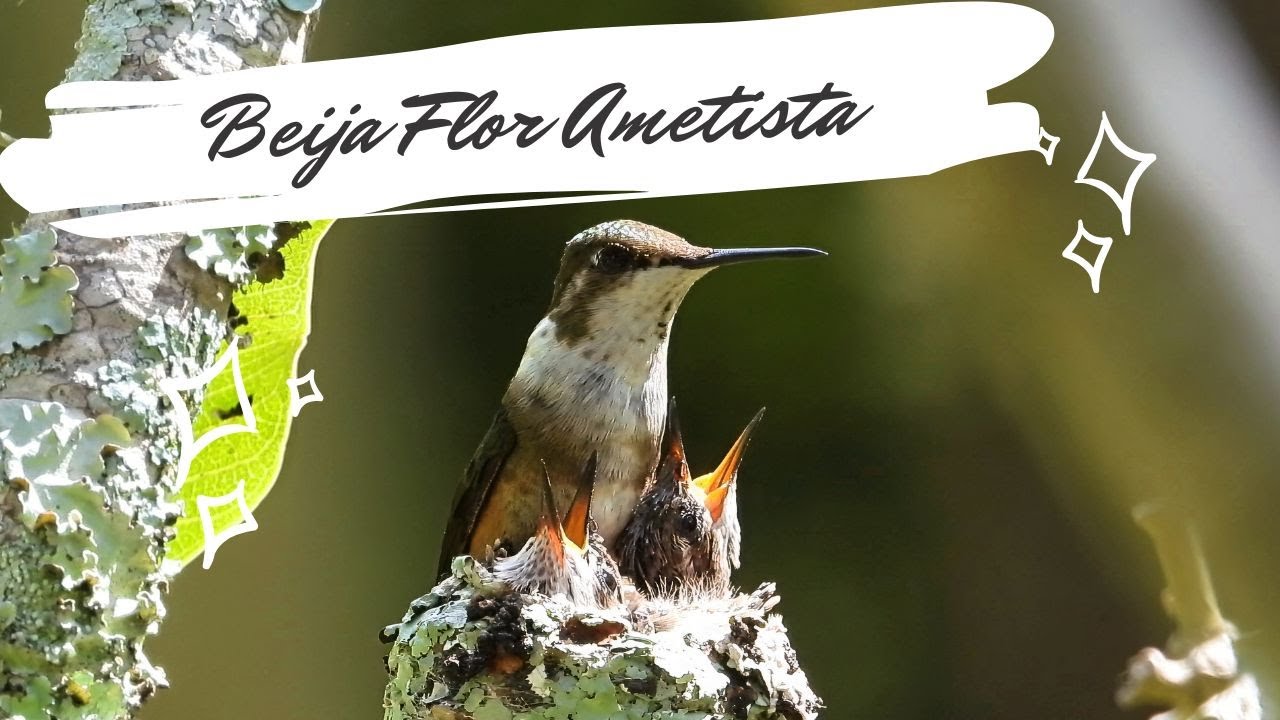 O Beija Flor Ametista alimentando filhotes - Calliphlox amethystina - Amethyst Woodstar