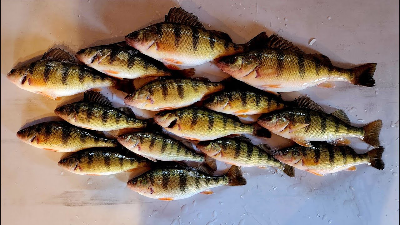 A LIMIT of BIG Green Bay PERCH! 12-21-25 #icefishing #hardwaterfishing #perch #yellowperch #panfish