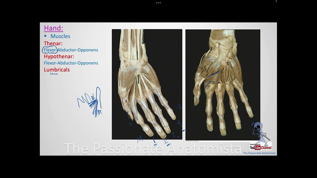 MSK module VD17 - Anatomy of the hand, part 2 (muscles)