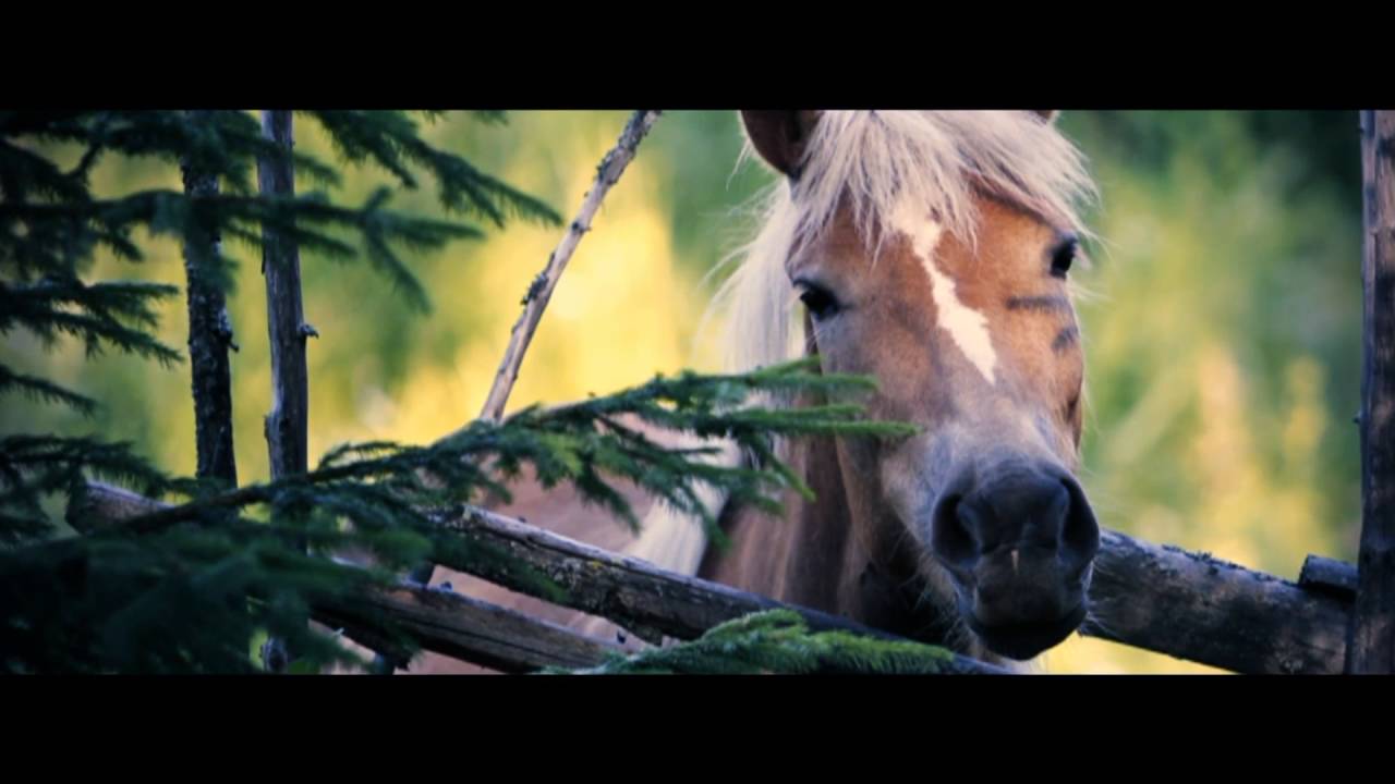 HUOJUVA LATO - Suomenhevonen (virallinen musiikkivideo, 2016)