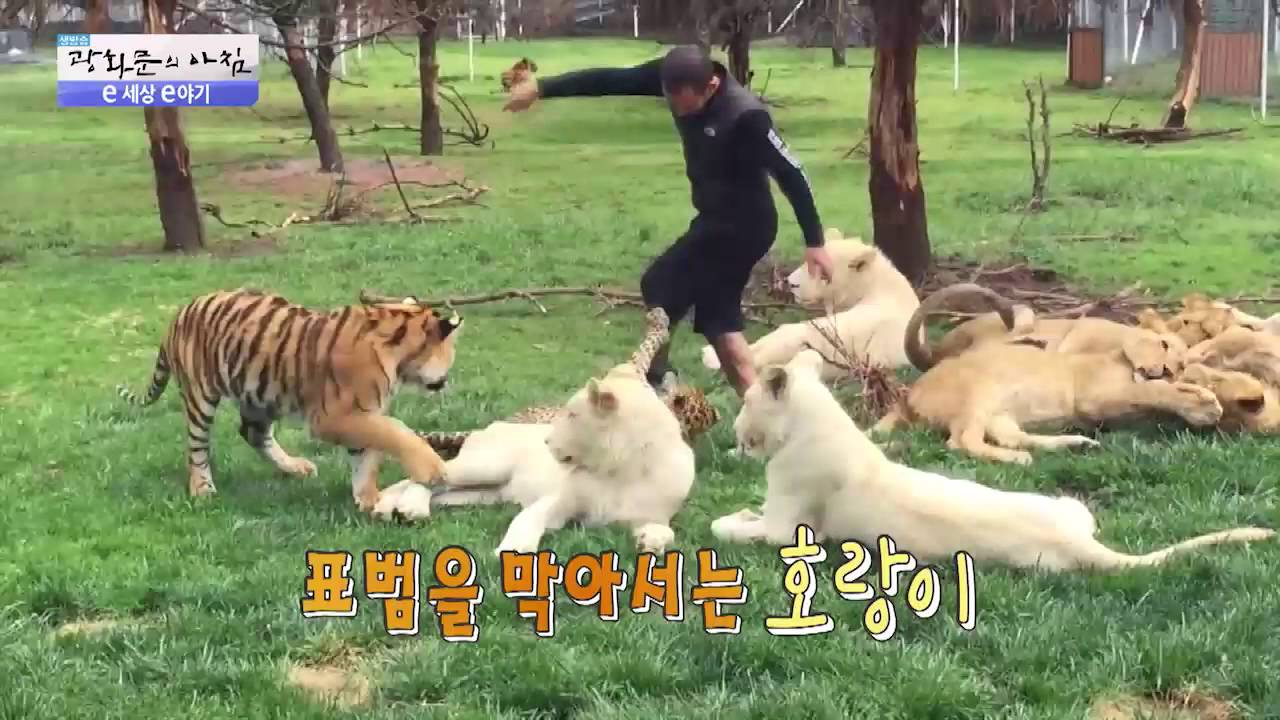 사람을 구한 호랑이!! [광화문의 아침] 301회 20160823