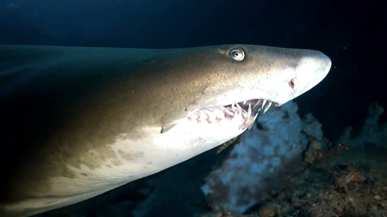 SAND TIGER SHARKS (RAGGIE SHARKS)- CATHEDRAL ALIWAL SHOAL