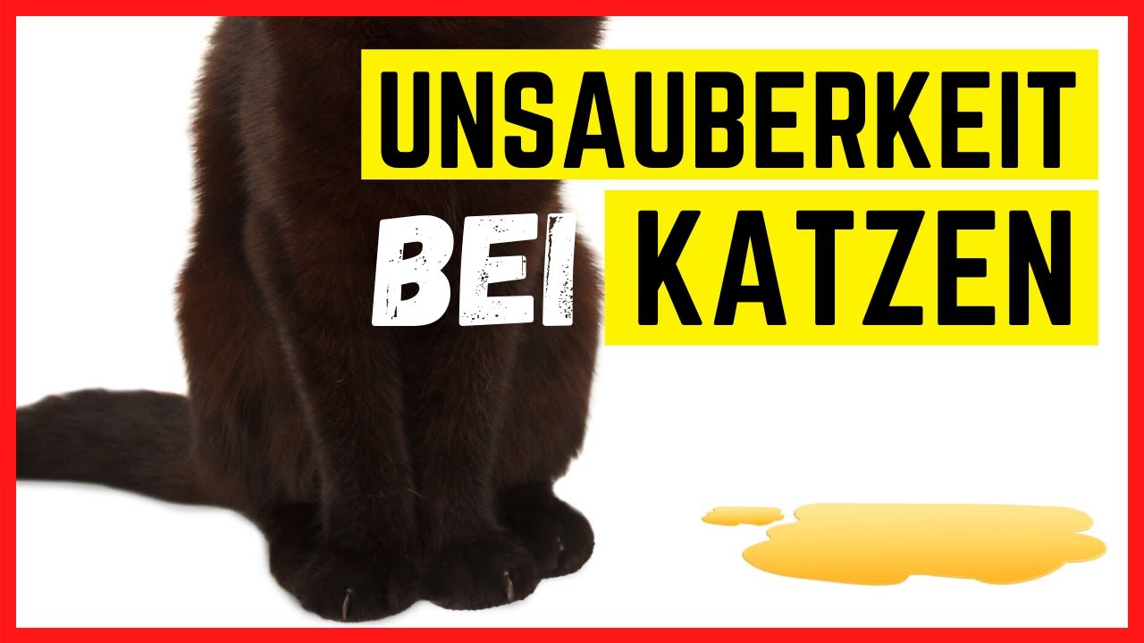 🟡 KATZE PINKELT IN DIE WOHNUNG? 🟡 Hilfe & Interview mit Katzenpsychologin Kirsten Schulitz