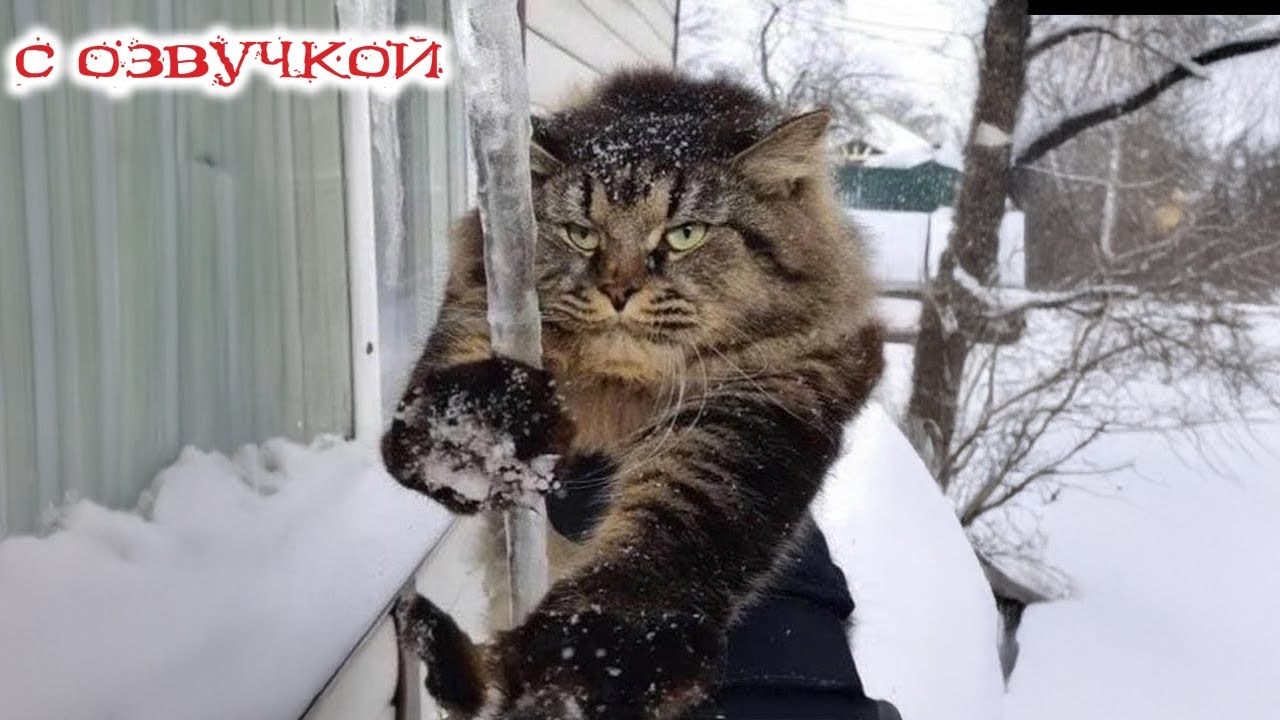 Приколы с котами! СМЕШНЫЕ КОТЫ - С ОЗВУЧКОЙ! Самые смешные животные! ДО СЛЕЗ!