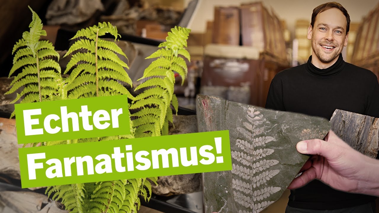 Was uns fossile Pflanzen &uuml;ber das Klima erz&auml;hlen &ndash; Museums-Evolution