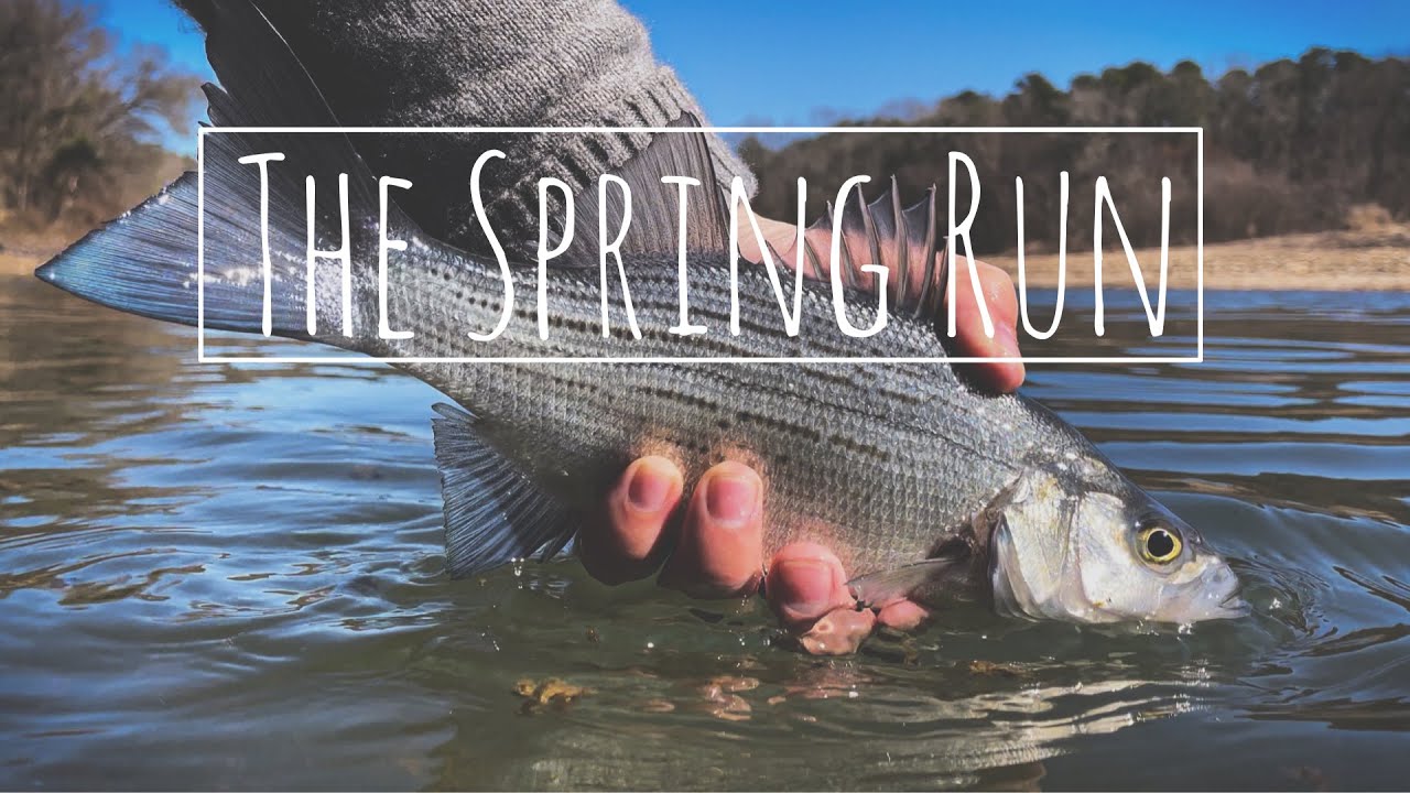 The Spring Run: Ouachita White Bass On The Fly + Walleye On The Fly