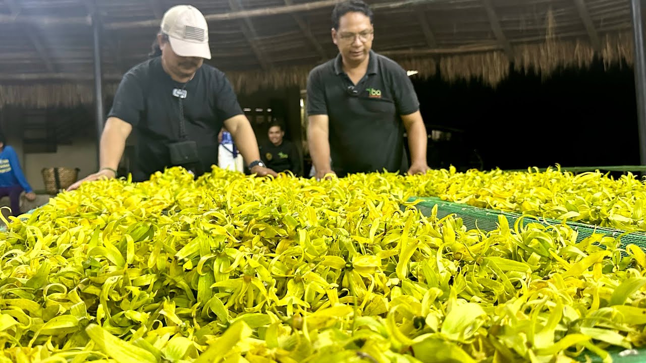 The Most Essential Fragrance Oil at SUPER MAHAL na YLANG-YLANG: Paano Ginagawa ng Iba Botanical?