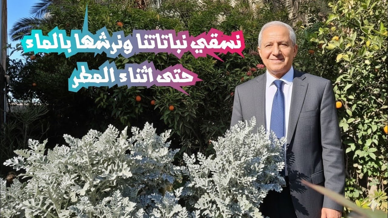 نسقي النباتات ونرشها بالماء في اي وقت نراها محتاجة للسقي حتى وان كان الجو ماطرا 
