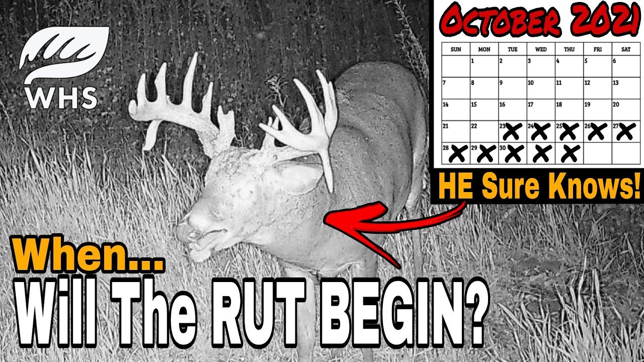 When Does The Whitetail Rut Begin?