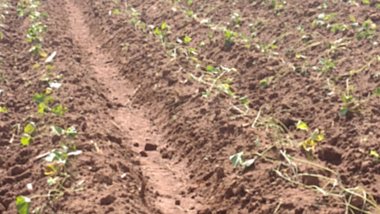 Plantio de batata doce recem plantada @Marcos Brugneroto