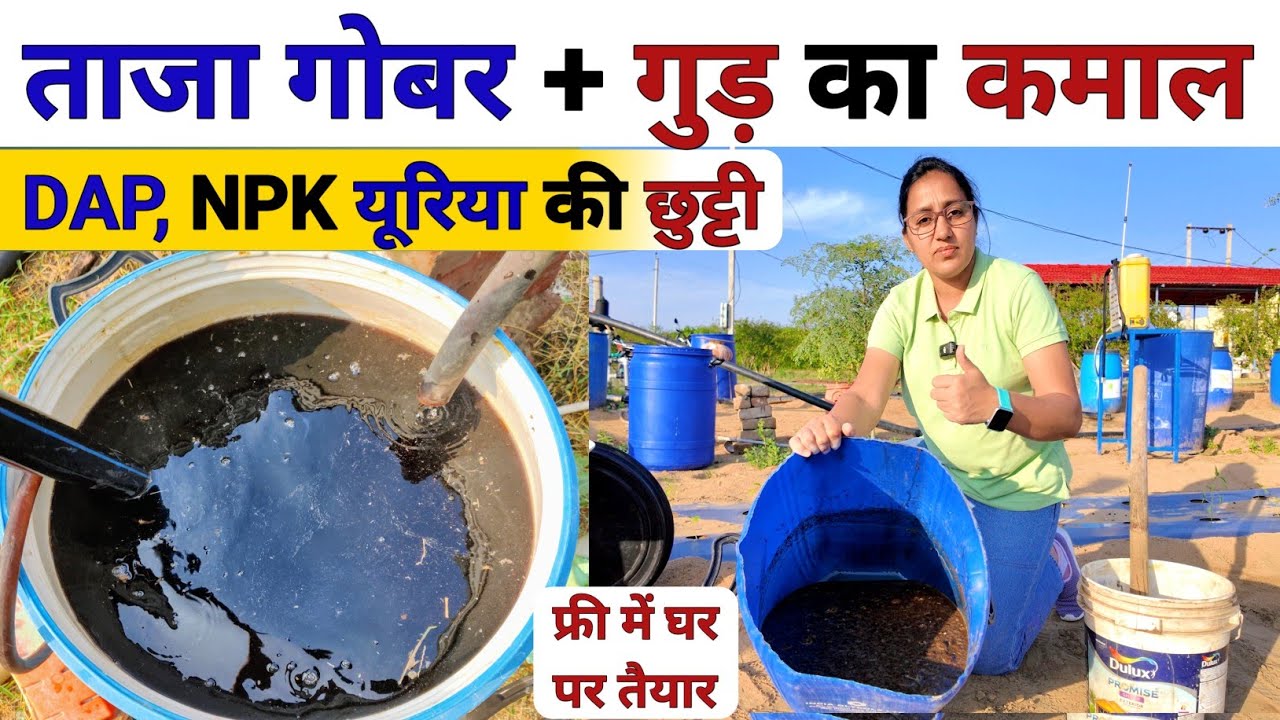 खेती में ताजा गोबर और गुड़ का कमाल 😲| Organic powerful fertilizer | NPK fertilizer | DAP khad | urea