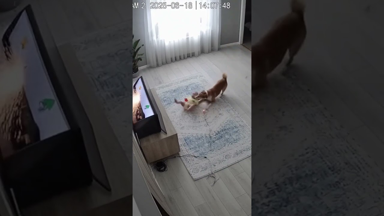 Dog Saving Baby Girl From Exploding TV and Power Line Danger