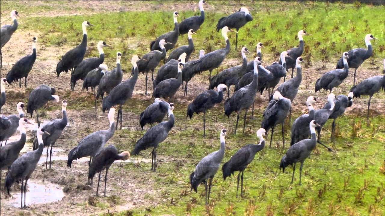 Music : With You.  -- Cranes 鶴鳥 - ＃　鹿兒島 出水, Japan