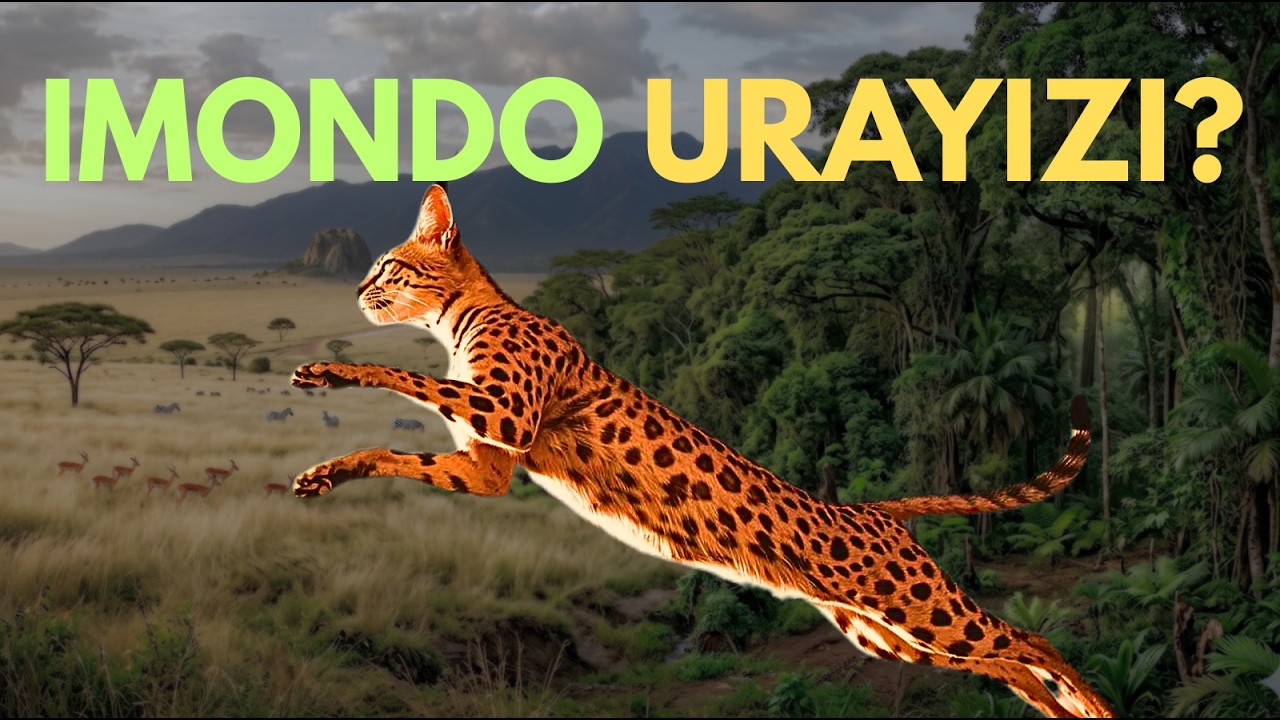 IMONDO: Inyamaswa nto ariko ikaze cyane