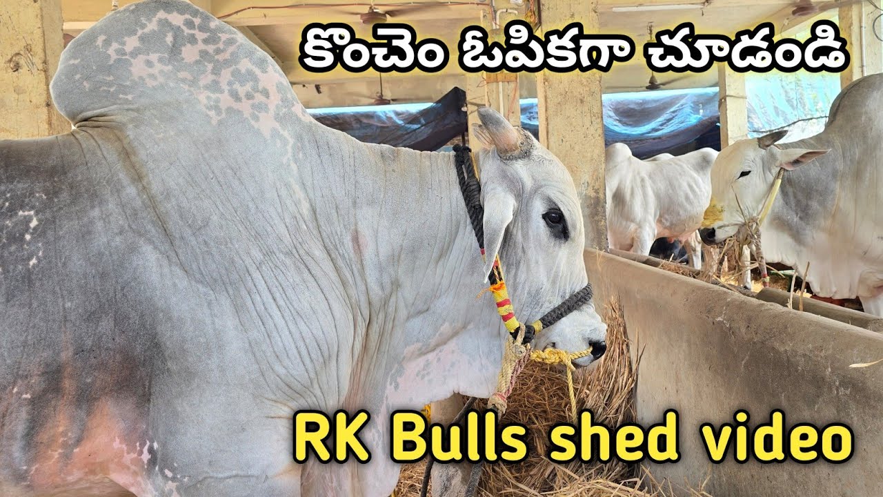 ఆర్కే బుల్స్ షెడ్డు వీడియో || RK Bulls Athota Sirisha Chowdary Garu Siva Krishna Chowdary Garu