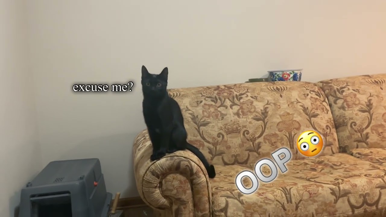 Cat doing cat things :3