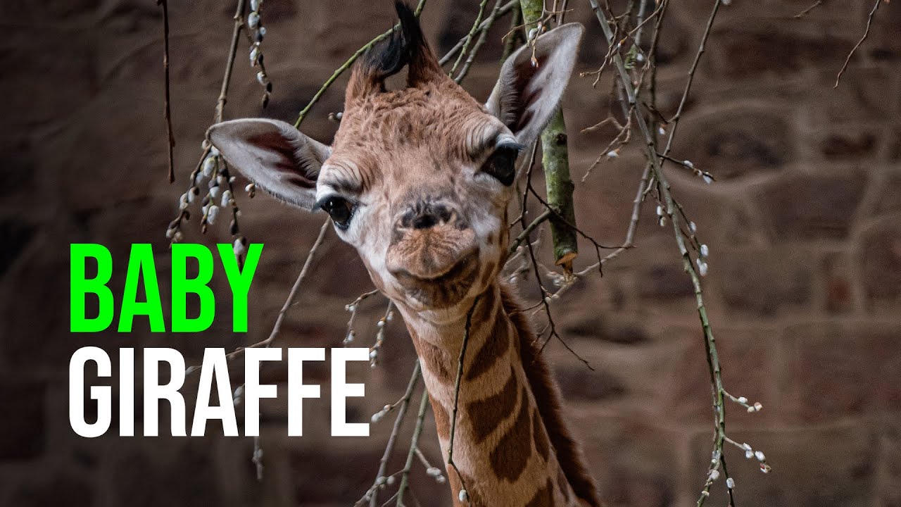 Cameras Capture Incredible Moment Rare Giraffe Is Born At Chester Zoo